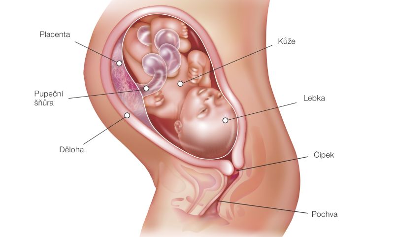 33. týždeň tehotenstva