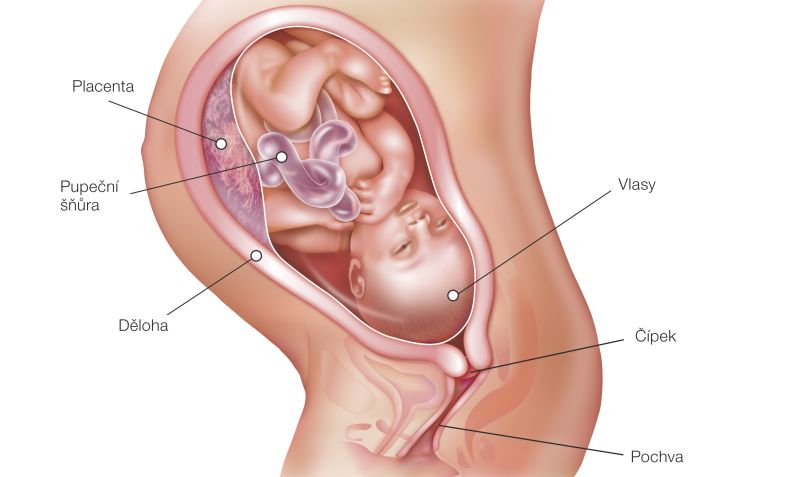 37. týždeň tehotenstva