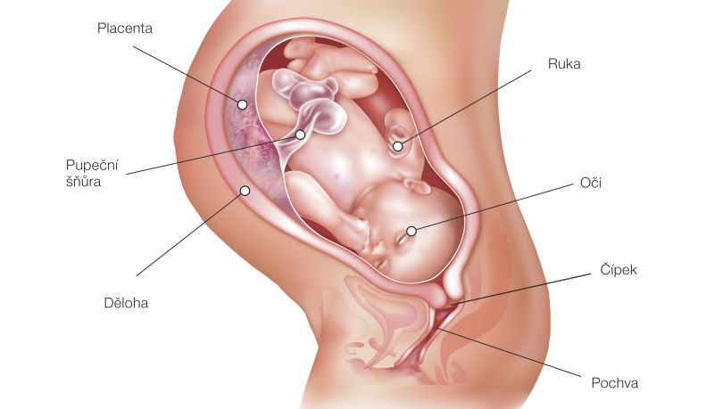38. týždeň tehotenstva