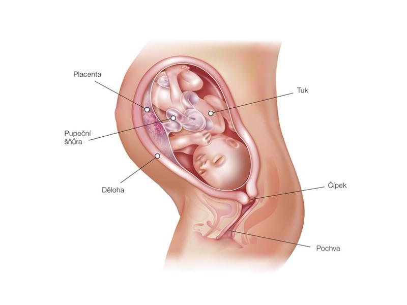 34. týždeň tehotenstva