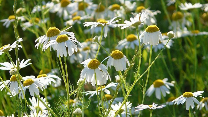 genuine-chamomile-58638_1920-eye-728x409.jpg