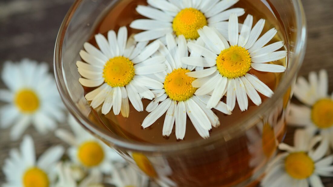 chamomile-829220_1280-1100x618.jpg