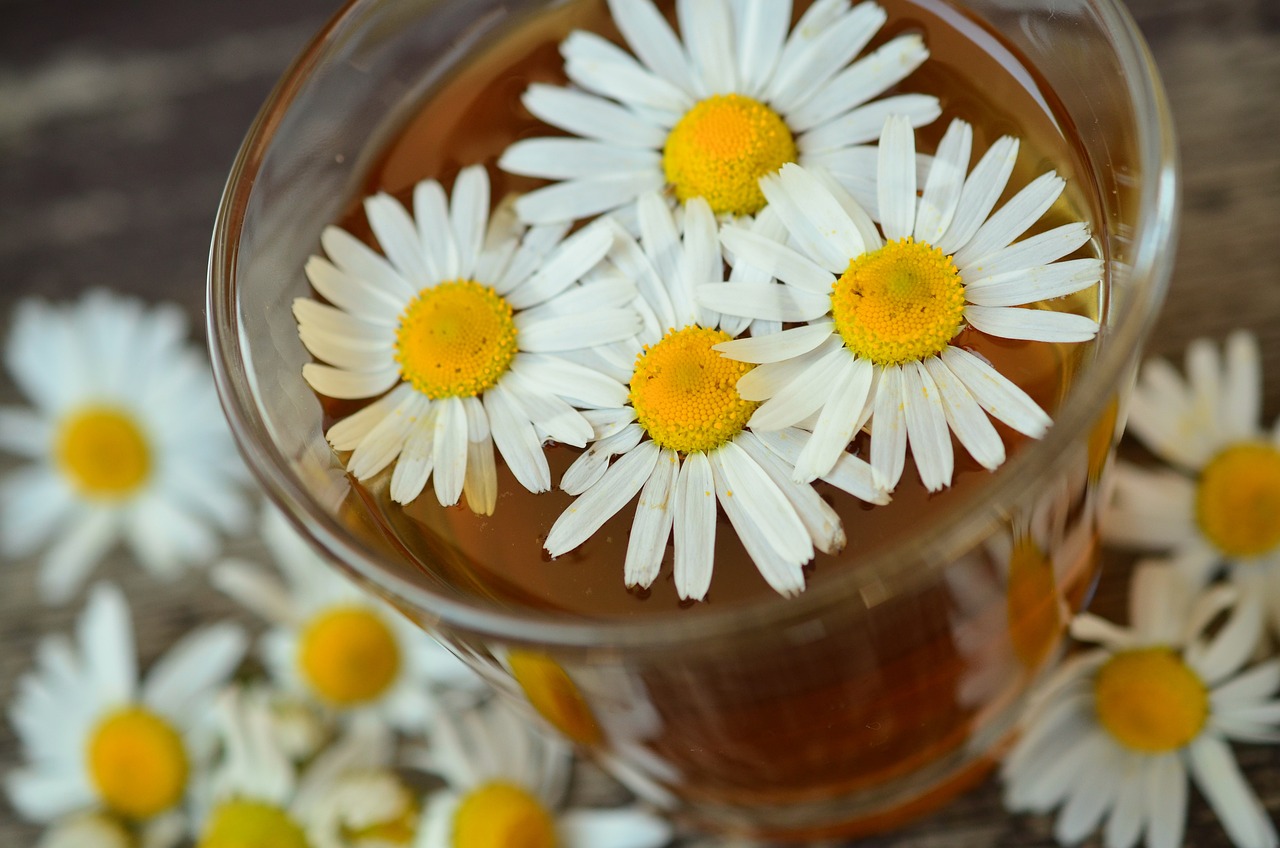 chamomile-829220_1280