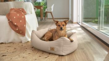 dog-bed-fred-perex-352x198.jpg
