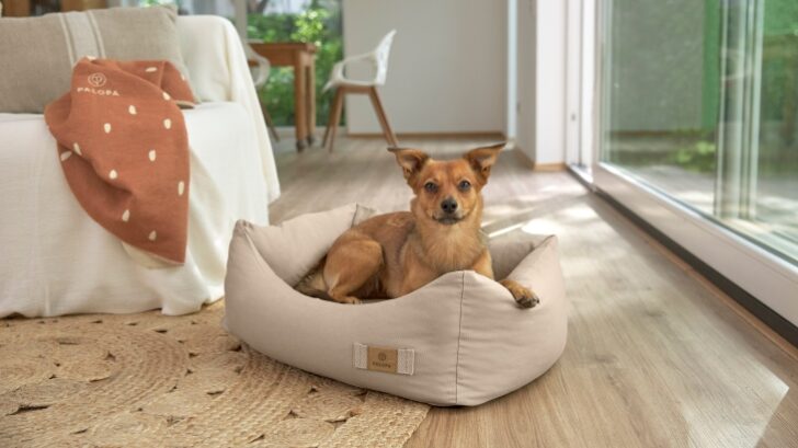 dog-bed-fred-perex-728x409.jpg