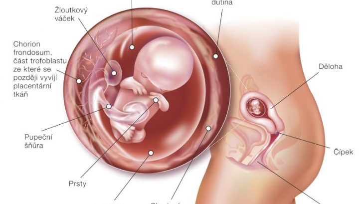 10_tyzden_tehotenstva-728x409.jpg