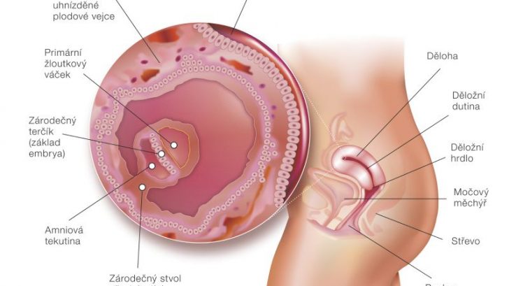 4_tyzden_tehotenstva-728x409.jpg