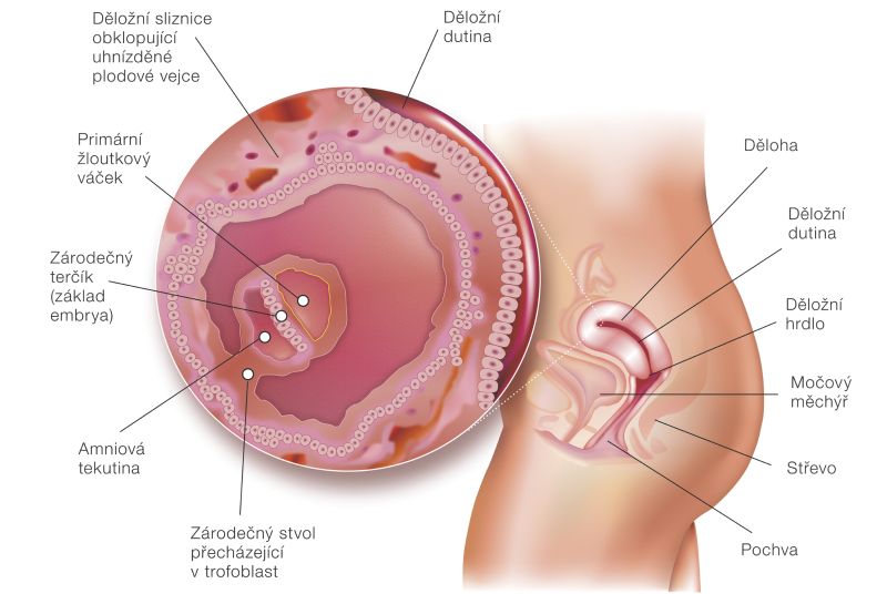 4_tyzden_tehotenstva.jpg