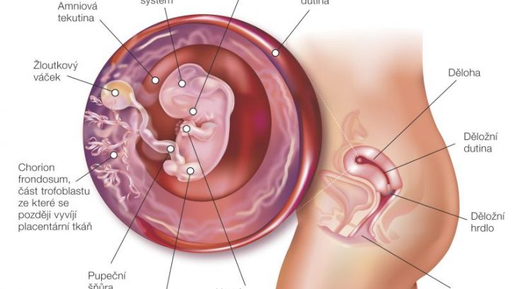 8_tyzden_tehotenstva-728x409.jpg