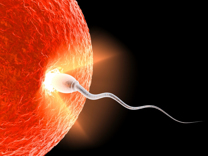 spermia-vajicko-oplodnenie-istock_000007007259.jpg